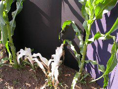 1571_al1_203B_1516