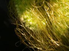 1573_ts1_207B_2596