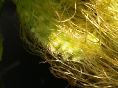 1573_ts1_207B_2597