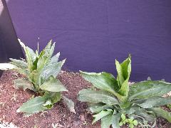 1575_d5_214C_1533