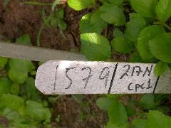 1579_cpc1_217N_4026