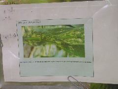 1579_cpc1_217N_4027
