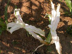 1571_al1_203B_1414
