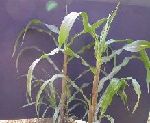 1584_B1_219K_1551
