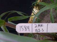 1584_B1_219K_1560