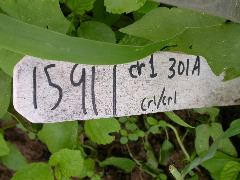1591_cr1_301A_3049