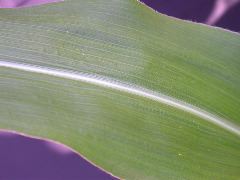 1608_sh2_333D_1593