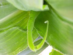 1608_sh2_333D_1594