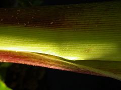 1608_sh2_333D_1595