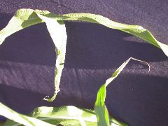 1608_sh2_333D_1597