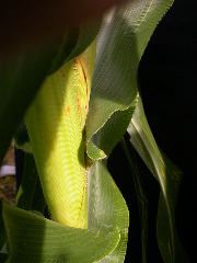 1594_g2_303F_4069