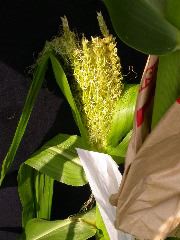 1599_Rg1_315C_2636