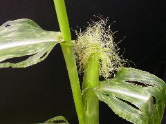 1599_Rg1_315C_2640