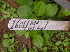 1601_ig1_318A_3002