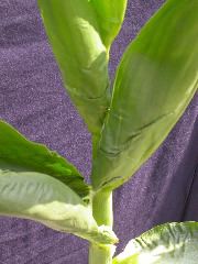 1591_cr1_301A_3055