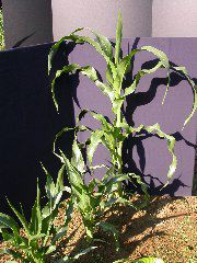 1602_na1_318G_1576