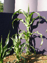 1602_na1_318G_1577