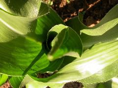1602_na1_318G_1580