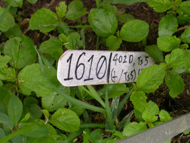 1610_ts5_402D_3018