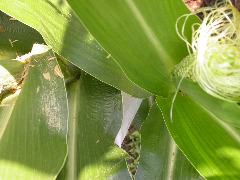 1619_nec5_428C_2658