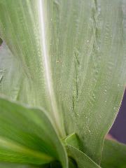 1610_Ts5_402A_1478