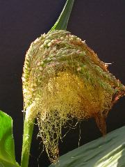 1610_ts5_402D_3019