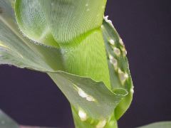 1610_Ts5_402A_1468