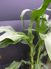 1610_Ts5_402A_1470