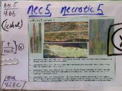 1619_nec5_428C_1912