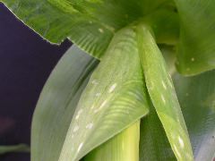 1610_Ts5_402A_1473