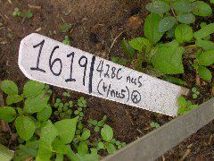 1619_nec5_428C_2649