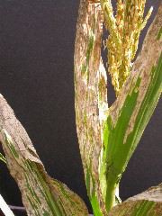 1619_nec5_428C_2652