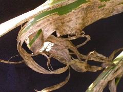 1619_nec5_428C_2653
