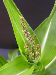 1640_Pl1_wi1_Y1_605E_2009