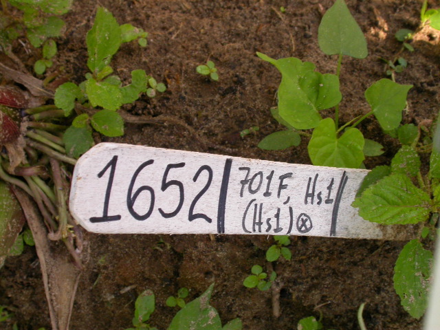 1652_Hs1_701F_2963