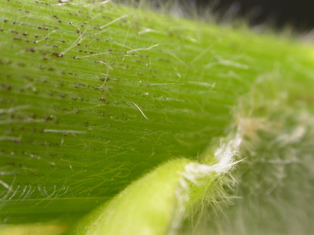 1652_Hs1_701F_2978