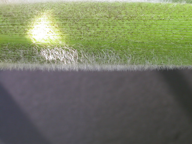 1652_Hs1_701F_2968