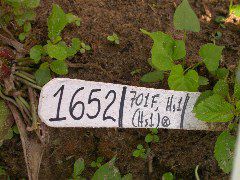 1652_Hs1_701F_2963