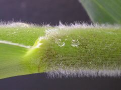1652_Hs1_701F_2974
