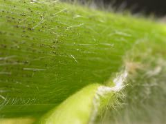 1652_Hs1_701F_2978