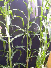 1652_Hs1_701F_2964