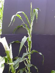 1657_v5_707D_2950
