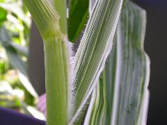 1657_v5_707D_2952