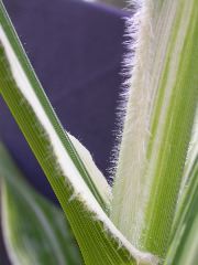 1657_v5_707D_2953
