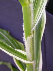 1657_v5_707D_2954