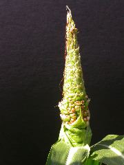 1659_Tp1_711A_4115