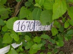 1670_j1_810B_4117