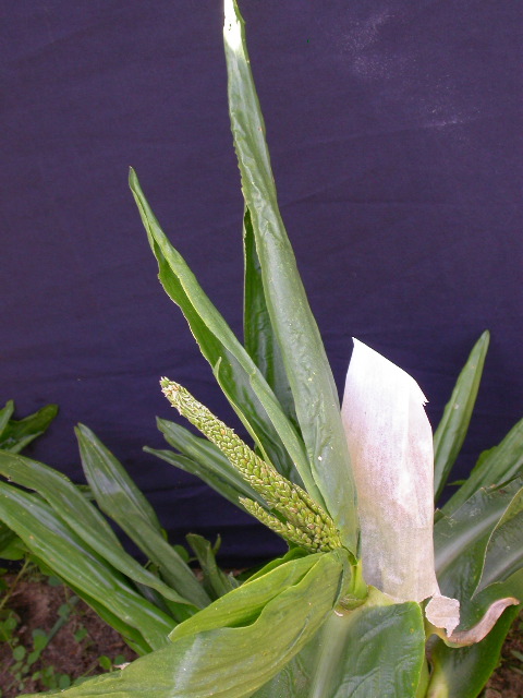 1678_d3_917FC_4131