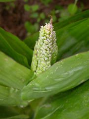1678_d3_917FC_4136