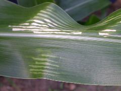 1698_zn1_X10F_2313